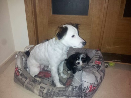 Melo (el blanco) conociendo a su hermano adoptivo