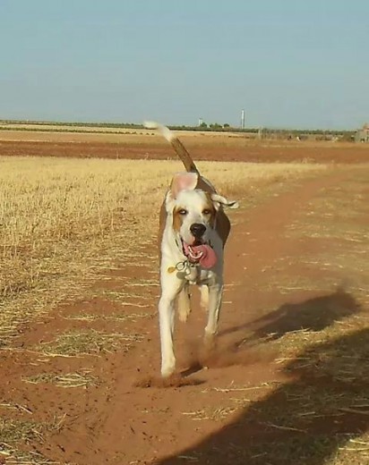 feliz en el campo..