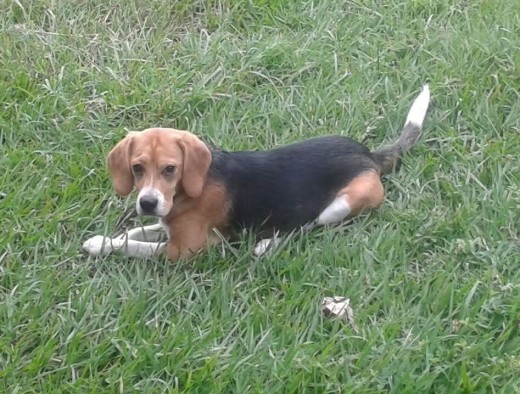 Mi beagle tiene 8 meses es muy juguetón, alegre y consentido..