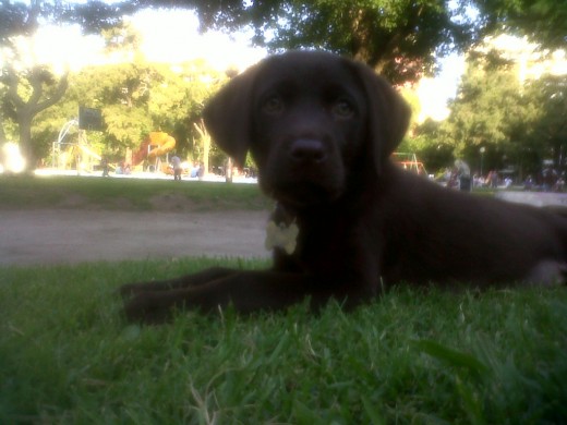 Huma paseando un rato por la plaza..