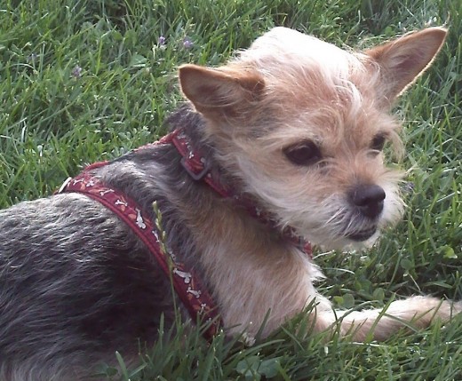 Maggie tumbada al fresco de una tarde en los jardines de la Muralla de Avila