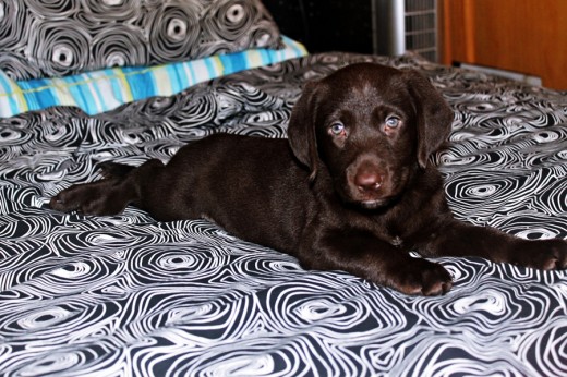 Esta es Nala, una Labradora Retriever muy tranquila, obediente y alegre. Es una maravilla !!