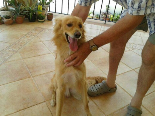 Loui en adopción. Este perrito fue abandonado este verano por sus dueños.
Es un perro muy cariñoso y sociable. Se lleva bien con todo el mundo.
Es de tamaño mediano.
Es un perro muy simpático y obediente.