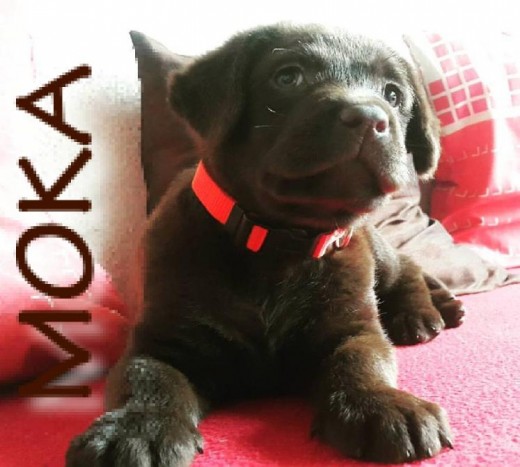 Hola soy Moka,, soy una cachorra Labrador Retriever color chocolate, muerdo lo que tenga frente a mi, pero mis dueños me tienen paciencia y están intentando educarme con amor, para que sea la mejor amiga de los  otros pequeños de la casa. Ahora somos 4 bebes en casa !