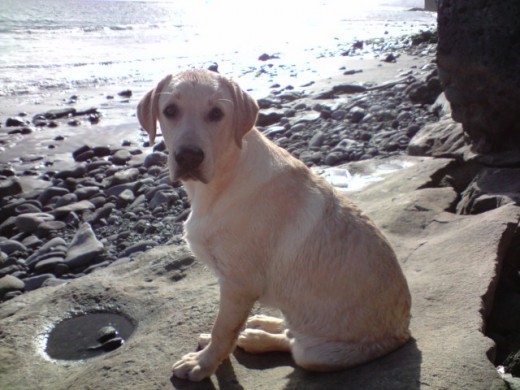 labrador dorado macho (yago)