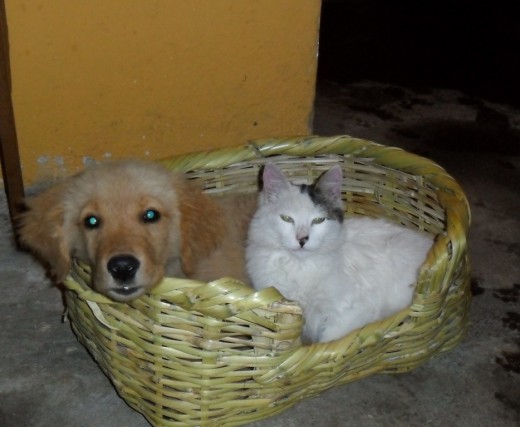 hermoso golden puro de padres puros jugueton y muy alegre amigable como pueden ver la foto