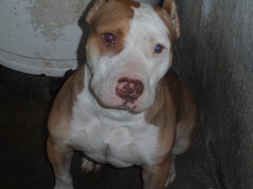 es cruza de amstaff con  american bully