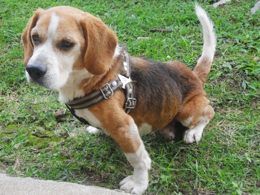 Tobby es una hermosa mascota q adoptamos mi esposo y yo... mi Hija de año y medio esta super contenta... pero esta enfermito... lo tenemos en un tratamiento y esperamos tenerlo feliz y aliviado muy pronto.