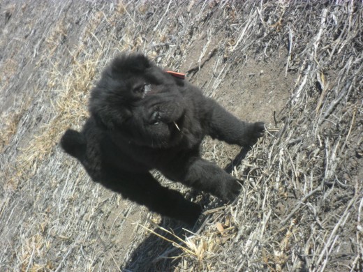 tango en esta foto tenia 3 meses