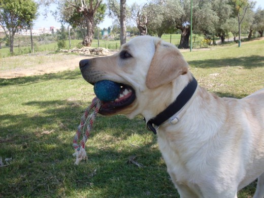 Jugando en el parque con su pelota favorita (la que tiene una cuerda)