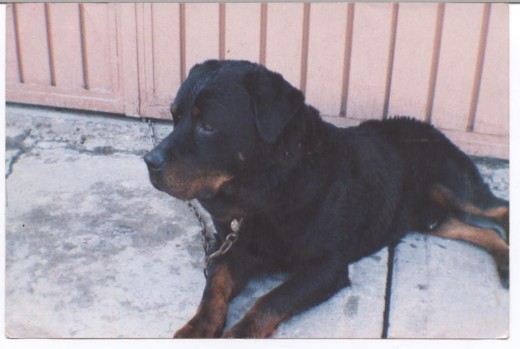 Rottweiller Aleman