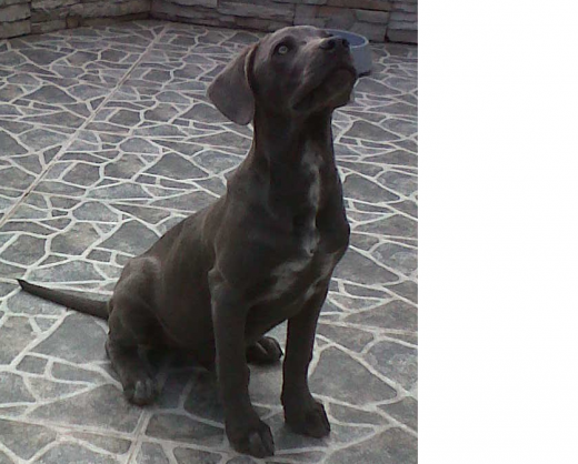 El es blue una mezcla de mastin napolitano con boxer.