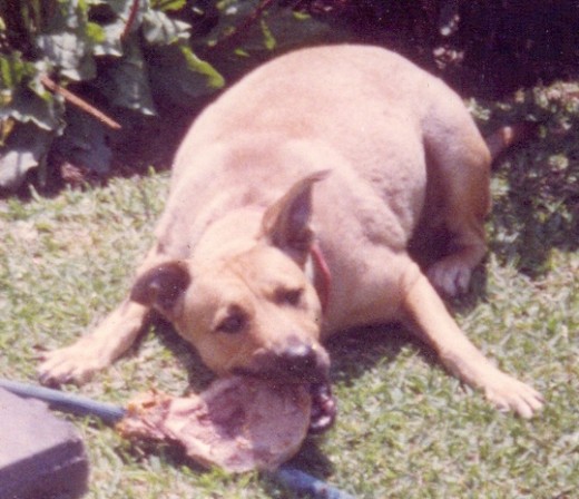 Mi Dharmita siempre tuvo un caracter muy fuerte. Era muy independiente, pero a la vez le gustaba que le hicieran mucho cariño. Fue mi 1era mascota y mi 1era amiga incondicional. Siempre la amaré