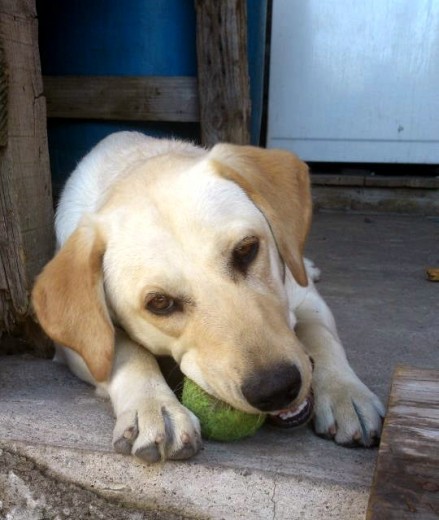 Jugando con su pelota a los 7 meses.... es un remolino mi nena,