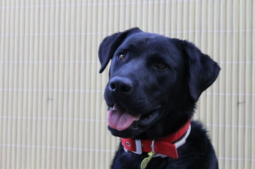 Este es Danko. Un labrador juguetón y cariñoso. La alegria de mi casa.