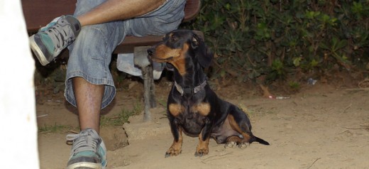 Teko en el parque canino Ayora