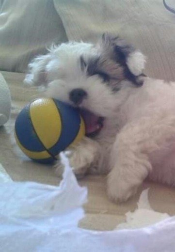 Mi pequeña mimi jugando a la pelota