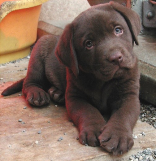 ella es mi perrita lucky es muy juguetona y muy alegre