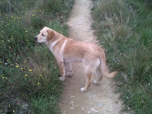 Fito con 6 meses. Es bueno, cariñoso, el unico problema es que se lo come todo! y se pasaría el dia comiendo. Buen perro pero en ocasiones no hace caso a la llamada y se va. Es obediente cuando quiere y creo yo que muy inteligente.