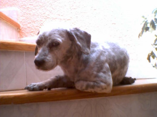 Mi viejito tomando el sol en la escalera