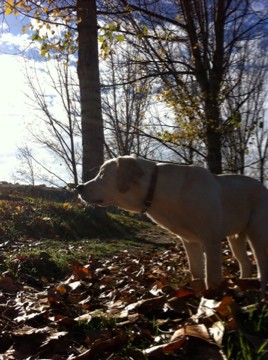 Paseando por el campo