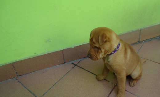 Aca esta Guly de chiquita, es medio shar pei y le gusta morder todo lo q encuentra en el suelo.