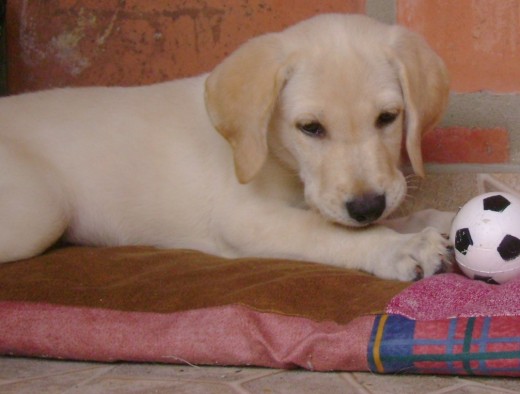 iker labrador