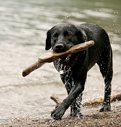 Lana, una Labrador negro de tres años, jugando en el agua