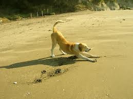 Mi perro en la playa :)