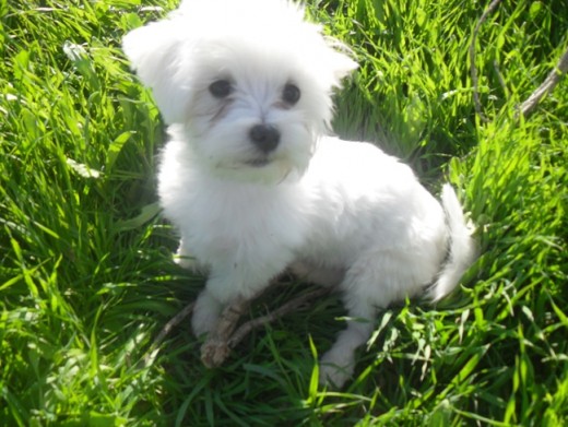 lola embobada en el cesped de cachorrita