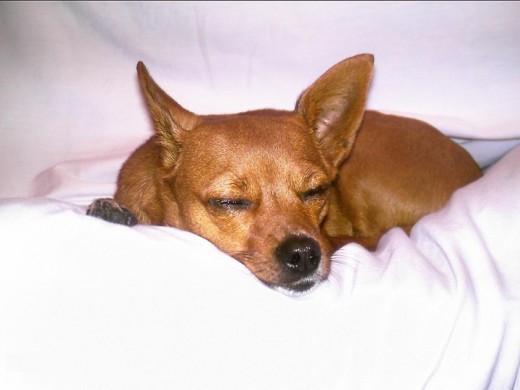 La mejor foto que tiene, ganó un concurso y salió en una revista, esa foto la tomé yo por error (?) cuando tenía 5 años, ella es un cruce de pinscher mini con chihuahua