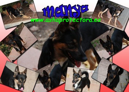 Manya es una perrita de nuestra porotectora que esta buscando hogar, si te has enamorado de ella envianos un email y dala el hogar que necesita! www.ashaprotectora.es