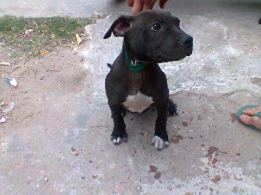 Pitbull de 6 meses 