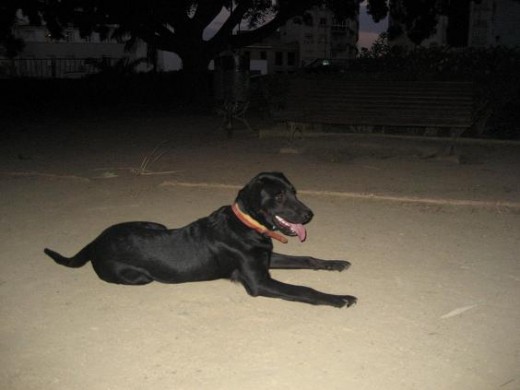 Reventado de jugar en el parque