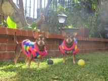 Nikta  con Pinky  jugando  a la pelota 