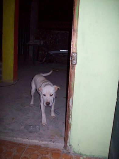 mi perro labrador con pitbul de cachorro