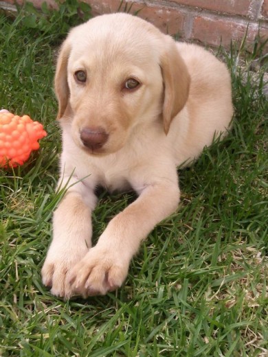 Es una hermosa labrador de 1 año ya con unos hermosos ojos verdes