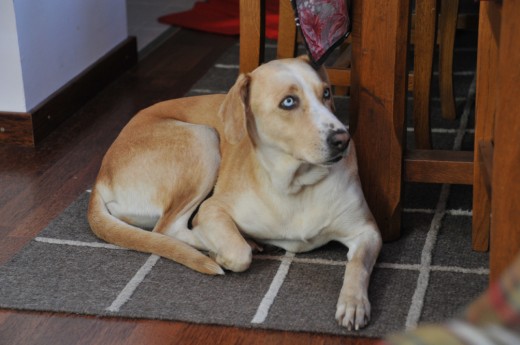 Esos ojos azules no pertenecen a la pureza, pero su caracter y comportamiento son 100/100 labrador.