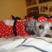 disfrazada de minnie mouse