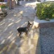 mis pinscher mi alegria