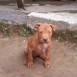 my pitbull