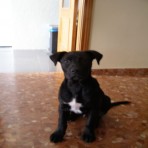 DINGO ( LABRADOR CON PITTBULL )