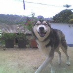 Lobo