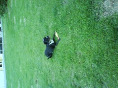 Fotos de perros