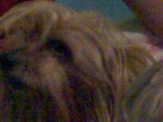 Fotos de perros
