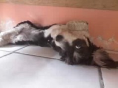 Fotos de perros