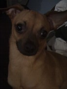 Fotos de perros