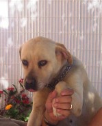 Fotos de perros
