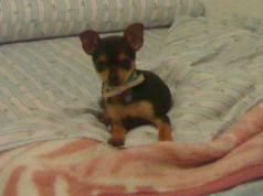 Fotos de perros