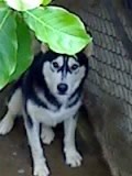 Fotos de perros